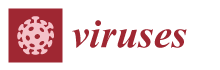 Viruses