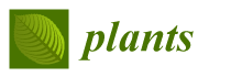 Plants