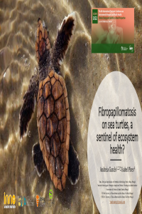 poster_turtle.pdf