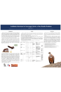 vulture presentation.pdf