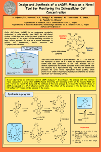 D'Errico_poster.pdf