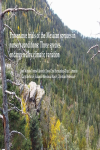 Provenance trials of the Mexican spruces in nursery [Autoguardado].pdf