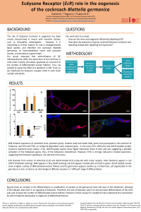 sciforum-046687-poster.pdf