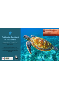 Turtle presentation.pdf