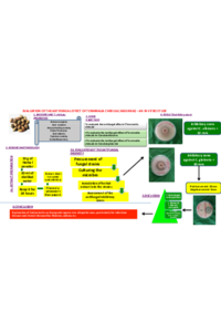 082868-REVISED SCIFORUM POSTER-MADHU.pdf