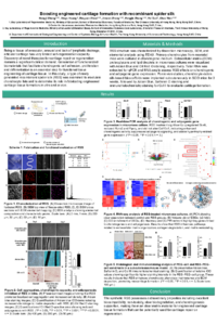 IOCG-Boosting engineered cartilage formation with recombinant spider silk.pdf